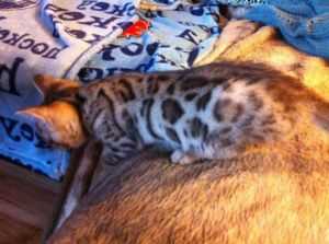 Superbes Chatons Bengal a grosses rosettes, qualit