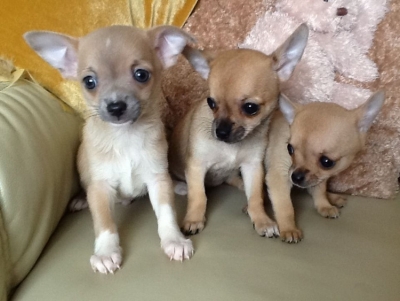AKC Registered  Chihuahua Pups