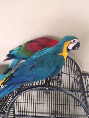 Blue and Gold Macaw Parrot and Fertile Eggs For Sa