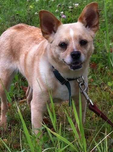  Young Female Dog - Chihuahua: &quot;Papaya&quot;